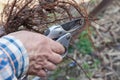 Pruning root seedlings before planting Royalty Free Stock Photo