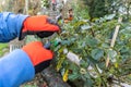 Pruning a rose bush in autumn Royalty Free Stock Photo