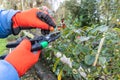 Pruning a rose bush in autumn Royalty Free Stock Photo