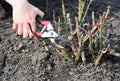 Pruning rose bush and cutting dead wood with bypass shears to prevent disease in early spring