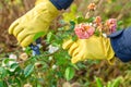 Pruning rose bushes in the fall. Garden work. The pruner in the hands of the gardener.