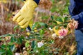 Pruning rose bushes in the fall. Garden work. The pruner in the hands of the gardener.