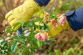 Pruning rose bushes in the fall. Garden work. The pruner in the hands of the gardener.