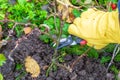 Pruning rose bushes in the fall. Garden work. The pruner in the hands of the gardener.