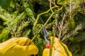 Pruning rose bushes in the fall. The pruner in the hands of the gardener.