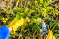 Pruning rose bushes in the fall. The pruner in the hands of the gardener.