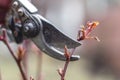 Pruning rose bushes. Spring work in a backyard. Pruning shears and bush close up.