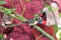 Pruning a rose stem. How to look after roses in autumn Royalty Free Stock Photo