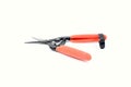 Pruning scissors to primordia Royalty Free Stock Photo