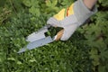 Pruning and shaping a boxwood Buxus sempervirens plant with gloves and pruning shears Royalty Free Stock Photo