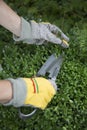 Pruning and shaping a boxwood Buxus sempervirens plant with gloves and pruning shears Royalty Free Stock Photo