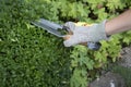 Pruning and shaping a boxwood Buxus sempervirens plant with gloves and pruning shears Royalty Free Stock Photo