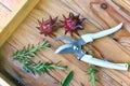 Pruning shear and home garden vegetable in wooden box, Rosemary herb