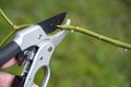 Pruning shears cutting a branch of a rose shrub with an angled cut near a shoot bud, seasonal gardening in spring, natural green