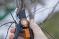 pruning with pruning shears in spring. Gardener pruns the fruit trees by pruner shears. Farmer hand with garden secateurs on Royalty Free Stock Photo