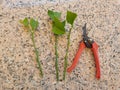 Pruning shears to take lemon tree cuttings for rooting. Young branches prepared to take lemon tree roots Royalty Free Stock Photo