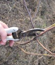 Pruning shears trees Royalty Free Stock Photo