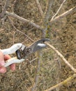 Pruning shears trees Royalty Free Stock Photo