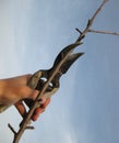 Pruning shears trees Royalty Free Stock Photo