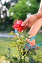 Pruning shrub roses. Royalty Free Stock Photo