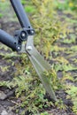 Pruning a sparse arborvitae: cutting and trimming some foliage of a young thuja, arborvitae brabant plant to encourage new growth Royalty Free Stock Photo