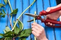 Pruning stems for better growth of cut flowers