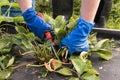 Pruning strawberry sprouts in the garden