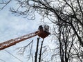 Pruning of tall trees from an aerial work platform in the autumn-spring-winter time. Two workers on bucket truck among the bare