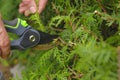 Pruning thuja.Garden Plants Pruning Tool. Garden shears in hands close-up cutting a hedge.Plant pruning.plant formation