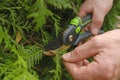 Pruning thuja.Gardening Tools.Spring gardening. Garden shears in hands close-up cutting a hedge.Plant pruning.Gardening