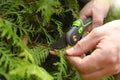 Pruning thuja.Gardening Tools.Spring gardening. Garden shears in male hands close-up cutting a hedge.Plant pruning.plant Royalty Free Stock Photo