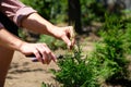 Pruning thuja trees using shears in the garden, close-up view. Spring garden work