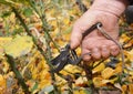 Pruning tips to prevent wind-rock. Shorten the stems of tall bush roses to reduce wind-rock during winter gales Royalty Free Stock Photo