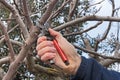 Pruning tree Royalty Free Stock Photo
