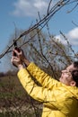 Pruning tree branches in the garden in spring, A woman cuts unnecessary branches from a fruit tree. Royalty Free Stock Photo