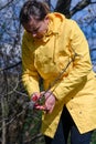 Pruning tree branches in the garden in spring, A woman cuts unnecessary branches from a fruit tree. Royalty Free Stock Photo
