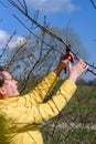 Pruning tree branches in the garden in spring, A woman cuts unnecessary branches from a fruit tree. Royalty Free Stock Photo