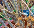 Pruning tree branches with scissors. Gardener trimming old tree branches with hand pruners Royalty Free Stock Photo