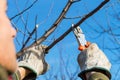 Pruning tree