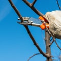 Pruning tree Royalty Free Stock Photo