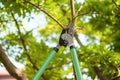 Pruning tree with secateurs outdoors. Gardening tool Royalty Free Stock Photo