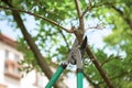 Pruning tree with secateurs outdoors. Gardening tool Royalty Free Stock Photo
