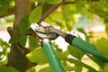 Pruning tree with secateurs outdoors. Gardening tool Royalty Free Stock Photo