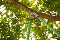 Pruning tree with secateurs outdoors. Gardening tool Royalty Free Stock Photo