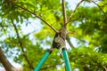 Pruning tree with secateurs. Gardening tool Royalty Free Stock Photo