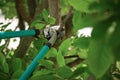 Pruning tree with secateurs outdoors. Gardening tool Royalty Free Stock Photo