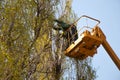 Pruning trees against the sky and a man on a crane Royalty Free Stock Photo
