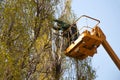 Pruning trees against the sky and a man on a crane Royalty Free Stock Photo