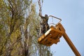 Pruning trees against the sky and a man on a crane Royalty Free Stock Photo