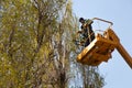 Pruning trees against the sky and a man on a crane Royalty Free Stock Photo